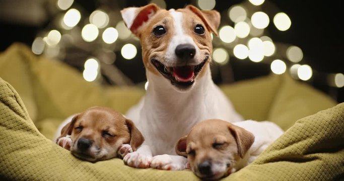 Cute jack russel dog lying laying with her little puppies which are sleeping tightly with atmospheric lights on background - christmas spirit close up 4k