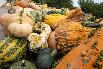 Farm Fresh Gourds and Pumpkins