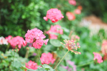 Pink flowers in the garden with bright nature light.