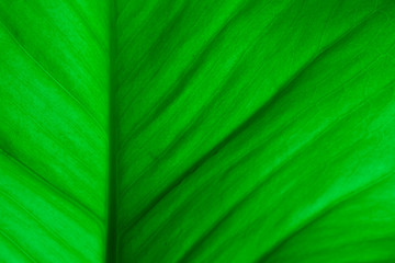 close up of green leaf texture