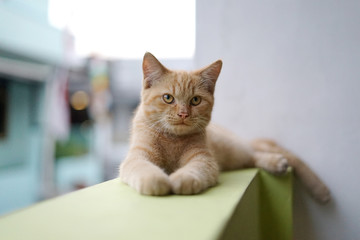 Cute orange cat lay on brick fence
