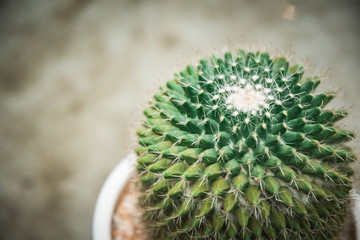 Naklejka na ściany i meble Cactus isolated in white pot on concreat table.