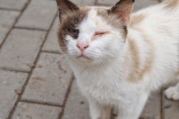 Portrait of a cat with a sore eye.