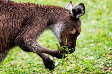 Fototapeta premium Close up of Kangaroo eating bmboo shoots