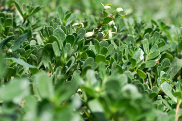 Fototapeta na wymiar Green purslane closeup. Fleshy leaves of grass
