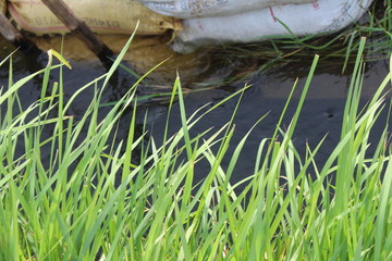 grass in water