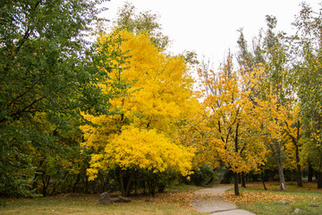 Fototapeta na wymiar Autumn bright color park with trees