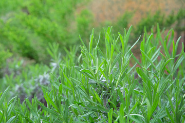 Rosemary herb garden. Rosemary leaves, close-up. Organic flavoring plants growing. Seasonings.