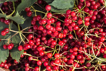 Viburnum berries with bunches