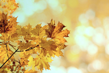 Naklejka na ściany i meble autumn yellow maple leaves in the blurred background. Natural yellow blurred background with bokeh. 