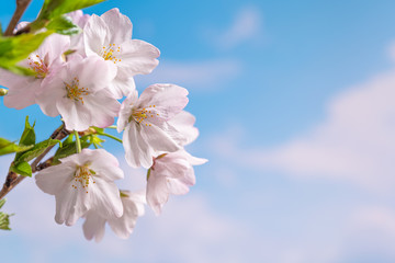 Cherry trees bloom in spring.