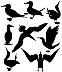 Collection of silhouettes of blue-footed boobies