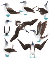 Collection of blue-footed boobies in colour image