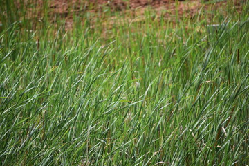 green grass in the field