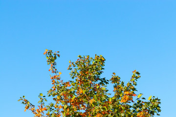 Baumkrone vor blauen immel