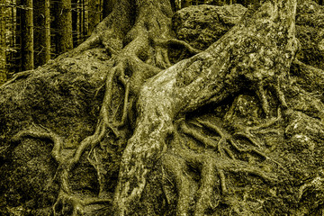 Franconian Switzerland, a picturesque region in Bavaria, is known for its unique natural landscape characterized by majestic cliffs, caves and castles. 