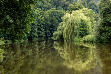 trees and bushes with green leaves reflecting on the surface of the river