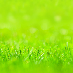 Background of freshly cut grass on the lawn with blurred background