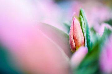 Fototapeta premium Violet tulips flowers with beautiful bokeh light in background. Colorful garden in sunlight toning.