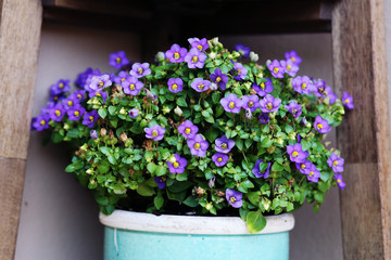Small violet blooming flowers on a sphere bush in a pot