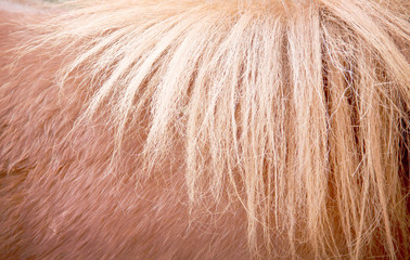 Brown horse fur texture long smooth patterns  nature , animal mild background