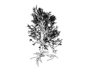 sketch of a tree on a white background vector