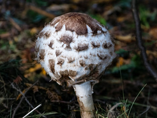 Pilz auf Herbtlaub im Wald
