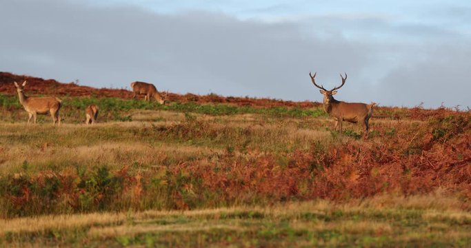 Red Deer Stag 