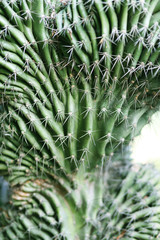 Cactuses in botanical garden, Porto, Portugal
