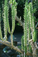 Cactuses in botanical garden, Porto, Portugal