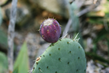 Cactuses in botanical garden, Porto, Portugal