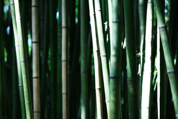 Bamboo forest, oriental motives, japanese garden