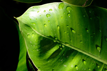 Green leaf with drops of water