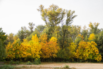 Naklejka premium Autumn bright color park with trees