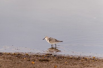 Adult Kentish Plover Water Bird