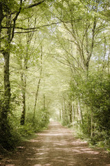 Obraz premium chemin dans une forêt au printemps