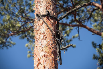 Slender trunk of pine tree in the forest.