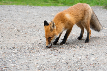 Red fox standing on gravel roadside in summer. Wild animal on road