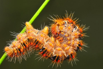 Beautiful   Сaterpillar of butterfly  - Stock Image