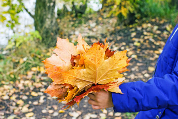 Anonymous girl in a blue jacket holds in their hands a bouquet of their autumn fallen maple leaves in the autumn park. Concept of a walk in the park in autumn