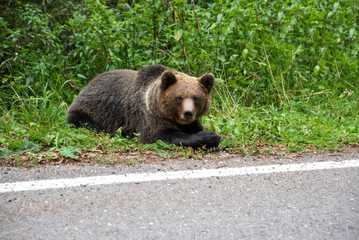 Brown bear laying on the side of the road. Wild animal on road