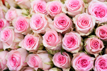 Pink of beautiful roses bunch. Amazing flowers top view. Colorful blossom.