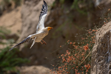 Egyptian vulture flying with one leg in thar desert PAKISTAN 