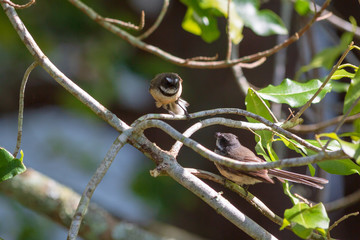 New Zealand fantails in action