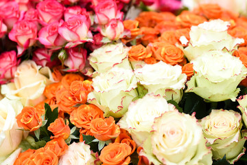 Naklejka premium White orange and pink red roses. Beautiful colorful flowers in bunch background.