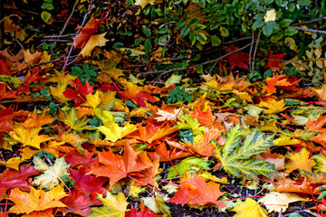 Fallen autumn maple leaves of different colors on the ground in a park. Walk in the autumn park.