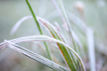 Frost on grass, cold weather and ice, seasonal changes. Beautiful nature