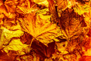 Naklejka na ściany i meble Background autumn dry maple leaves