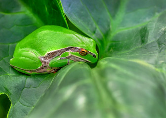 Beautiful Europaean Tree frog Hyla arborea - Stock Image