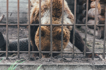 Brown bear eats with its face in ground behind bars in zoo.